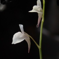 Utricularia uliginosa Vahl